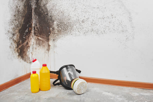 Best Preventive Mold Services in Foresthill, CA