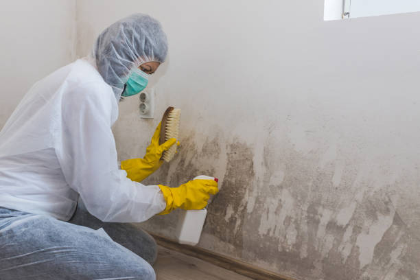 Best Black Mold Remediation in Foresthill, CA