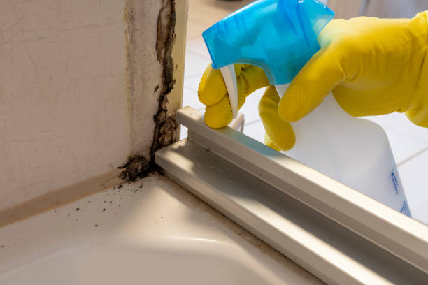 Best Kitchen Mold Remediation in Foresthill, CA