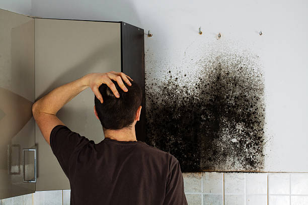 Professional Mold Remediation in Foresthill, CA
