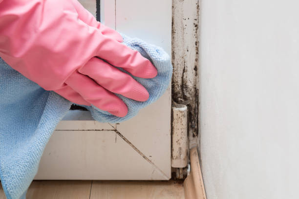 Best Black Mold Remediation in Foresthill, CA